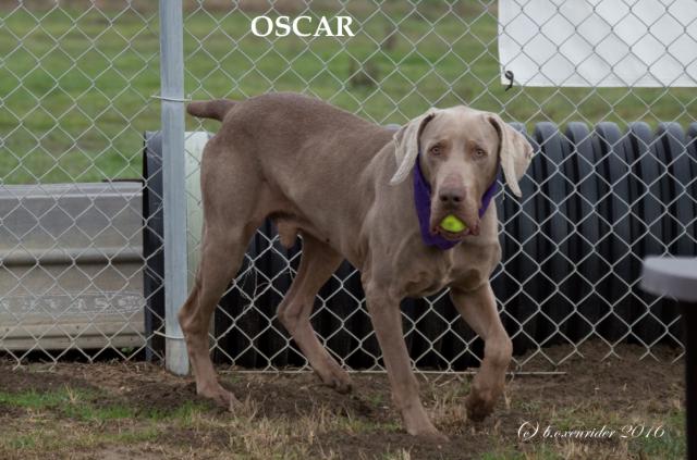 Oscar Ball (Medium)